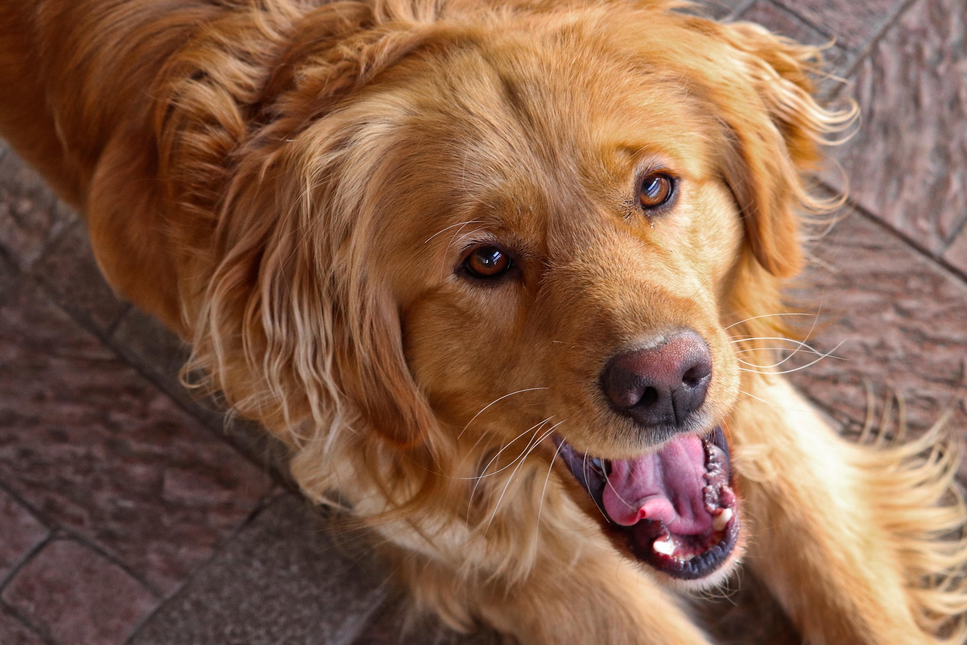 Best Treat-Dispensing Toys for Puppies (Tested Through Teething)